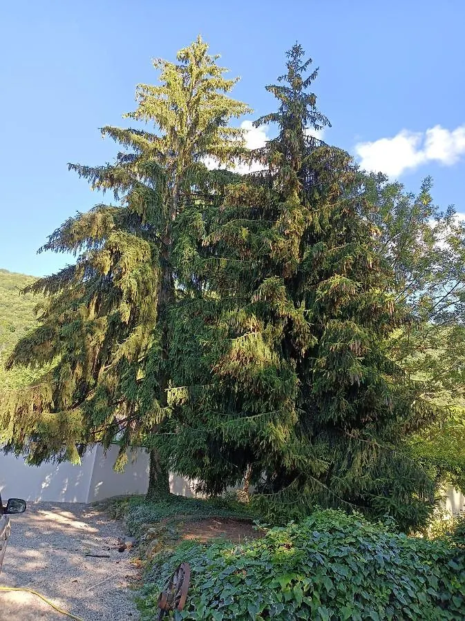 Gîte les sapins Saint-Martin-de-la-Cluze France